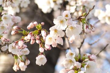 植物　ピンクの花