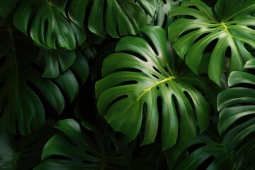 Lush monstera deliciosa leaves with vibrant green color and natural textures