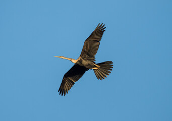 Anhinga Diving in Flight Captured from Below Against Blue Sky
