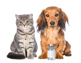 A gray cat and a brown dog sit side by side, next to a small vaccine vial, showcasing a theme of pet health and care.