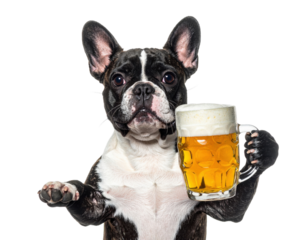 A French Bulldog humorously holding a beer mug, showcasing its playful expression and inviting demeanor.