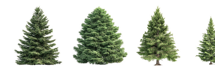 Row of four evergreen trees, varying sizes