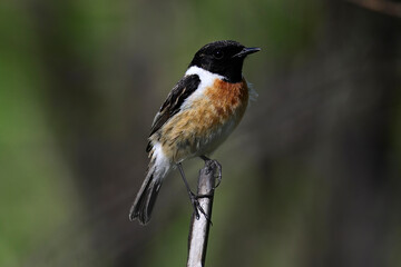 European stonechat - male // Schwarzkehlchen - Männchen (Saxicola rubicola) 