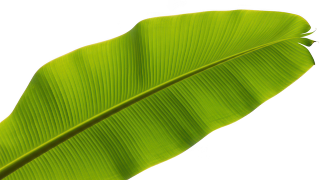 Vibrant Green Banana Leaf Backlit On Black Background