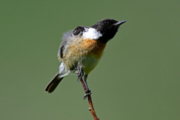 European stonechat - male // Schwarzkehlchen - Männchen (Saxicola rubicola) 