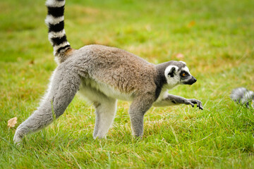 Obraz premium Ring-tailed lemur (Lemur catta) sitting and walking on green grass in a natural outdoor enclosure. Curious primate with long striped tail showing typical behavior and posture.