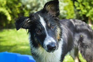 Close-up of a wet Border Collie after playing with water. Portrait of a black and white dog with dripping fur.