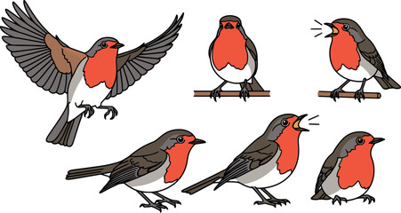 Set of European Robin Bird Illustrations in Various Poses.