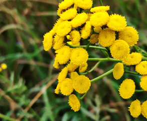 Close-up of vibrant yellow tansy flowers.