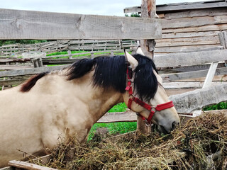 Horse with black mane eating hay in a wooden paddock.