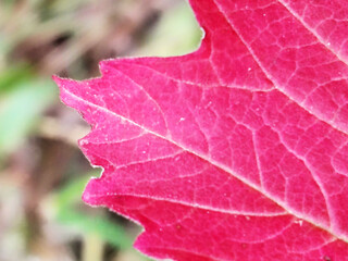 Macro close-up of a vibrant pink autumn leaf.
