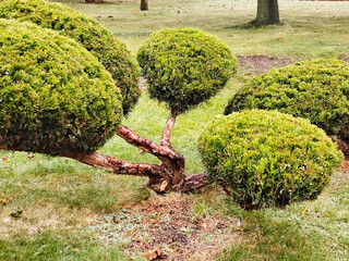 Topiary shrub with multiple spherical shapes in a park.