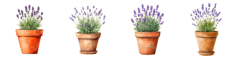 Fototapeta premium Watercolor Lavender Plants in Terracotta Pots Isolated on White