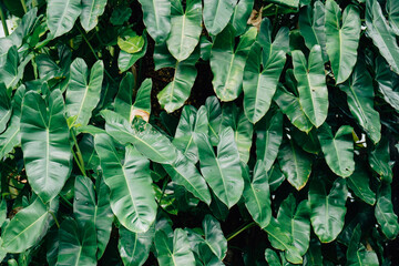 Lush Green Philodendron Plant Foliage