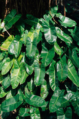 Lush Green Philodendron Plant Foliage