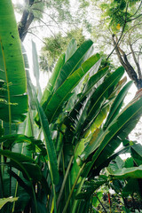 Lush Green Banana Leaves in Tropical Garden