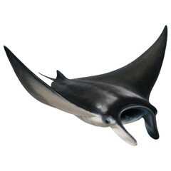 Fototapeta premium Manta Ray Gliding with Wide Fins Isolated on Transparent Background