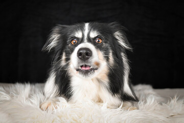 Border Collie lying on a rug, focused expression while watching and catching a treat.	