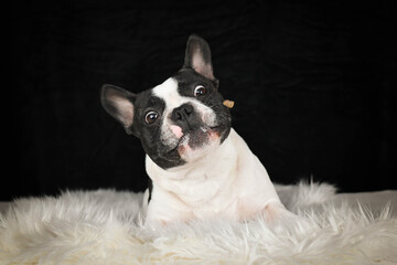 French Bulldog trying to catch a treat in mid-air. Studio shot of a cute small dog against a black background.