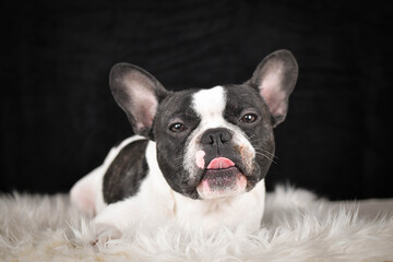 French Bulldog lying on a fluffy white rug against a black background, looking calm and relaxed.	
