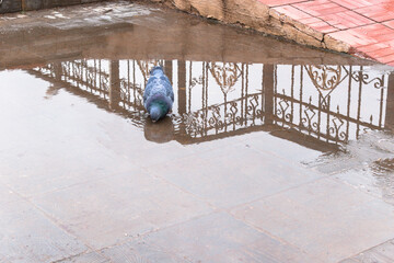 A dove drinks from a puddle