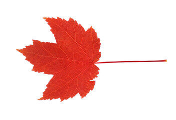 real colorful maple leaf isolated on white background