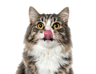 A playful cat with striking fur and expressive eyes, licking its lips, showcasing a curious and mischievous demeanor.