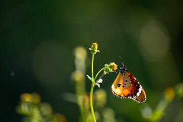 Close-up of orange butterfly feeding on wildflower in natural sunlight