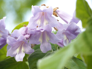 植物　薄紫の花