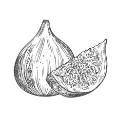 Fig fruits set. Ink sketch isolated on white background. Hand drawn vector illustration.