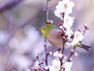 梅の枝に止まるメジロ