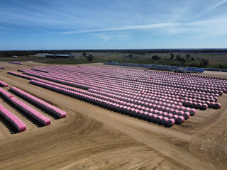 Fototapeta premium rows of round cotton bales