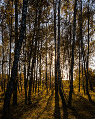 Sun setting through birch tree forest. Golden light illuminating autumn landscape in grove. Natural scenic view for wallpaper design. Sunset in grove.