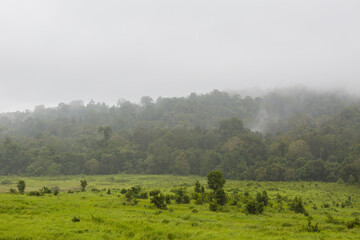 Misty Tropical Forest Backdrop Behind Green Khao Yai Grassland
