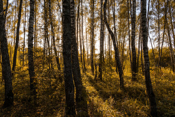 Sun setting through birch tree trunks in forest. Golden light illuminating autumn landscape in grove. Natural scenic view for wallpaper design.
