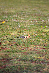 Eurasian Hoopoe (Upupa epops) foraging in a green meadow. Ornithology. Alone Eurasian Hoopoe. Bird, animal idea concept. 