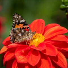 A butterfly with patterned wings rests on a bright red flower