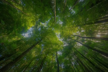 Looking up through a dense canopy of lush green trees in a vibrant forest with sunlight filtering through the leaves creating a dappled effect