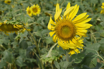 Closeup of a sunflower growing in a field of sunflowers during a nice sunny summer day, Sunflower natural background. flower blooming, Beautiful field of blooming sunflowers, Chakwal, Punjab, Pakistan