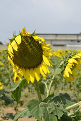 Closeup of a sunflower growing in a field of sunflowers during a nice sunny summer day, Sunflower natural background. flower blooming, Beautiful field of blooming sunflowers, Chakwal, Punjab, Pakistan