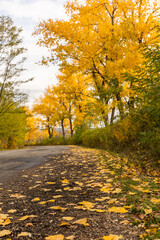 Peaceful autumn landscape in the Republic of Moldova with colorful forests, golden trees, and gentle sunlight