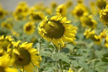 Closeup of a sunflower growing in a field of sunflowers during a nice sunny summer day, Sunflower natural background. flower blooming, Beautiful field of blooming sunflowers, Chakwal, Punjab, Pakistan