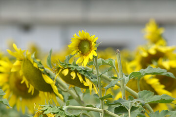 Closeup of a sunflower growing in a field of sunflowers during a nice sunny summer day, Sunflower natural background. flower blooming, Beautiful field of blooming sunflowers, Chakwal, Punjab, Pakistan