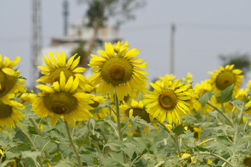 Closeup of a sunflower growing in a field of sunflowers during a nice sunny summer day, Sunflower natural background. flower blooming, Beautiful field of blooming sunflowers, Chakwal, Punjab, Pakistan