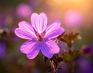 Close-up of a vibrant pink flower, illuminated by golden sunlight