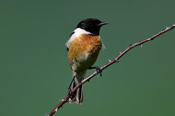 European stonechat - male // Schwarzkehlchen - Männchen (Saxicola rubicola) 