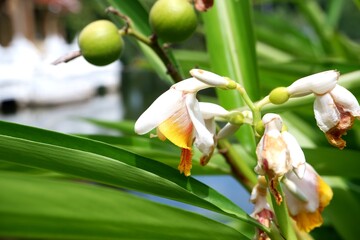 Close-up of white Shell Ginger flowers outdoors.