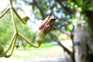 Close-up of Crimson Sausage Tree Flower Against Green Foliage