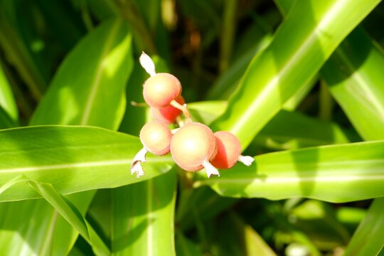 Close-up of ripe Alpinia mutica Roxb. fruit against a green leaf background.