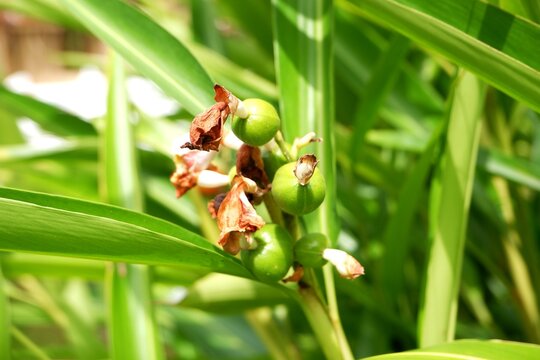 Close-up of the green fruits of Alpinia mutica Roxb. in the garden.
